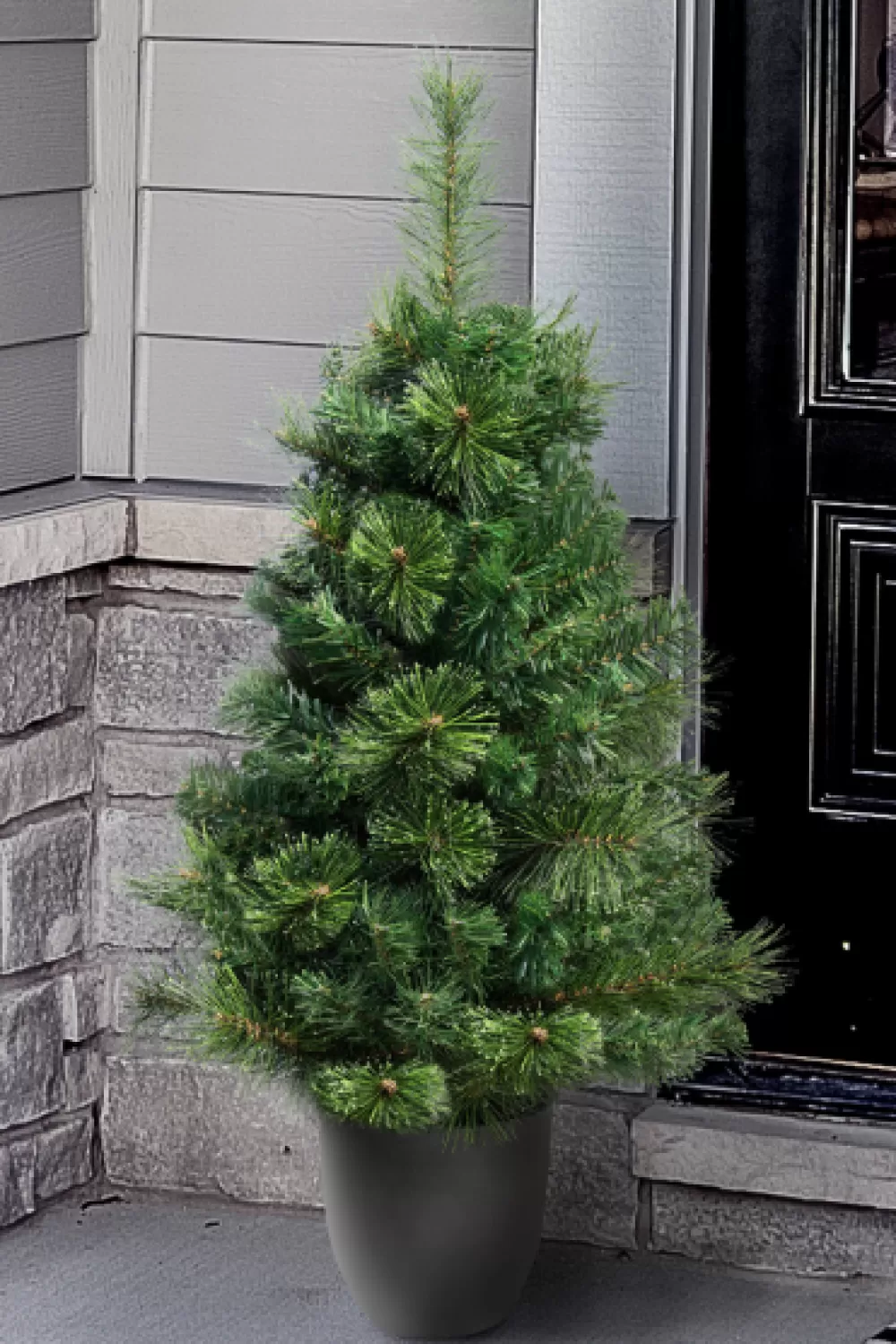 Christmas Tree World The 3ft Majestic Dew Pine Potted Tree (Indoor/Outdoor)< Outdoor Led Trees | Outdoor Christmas Trees
