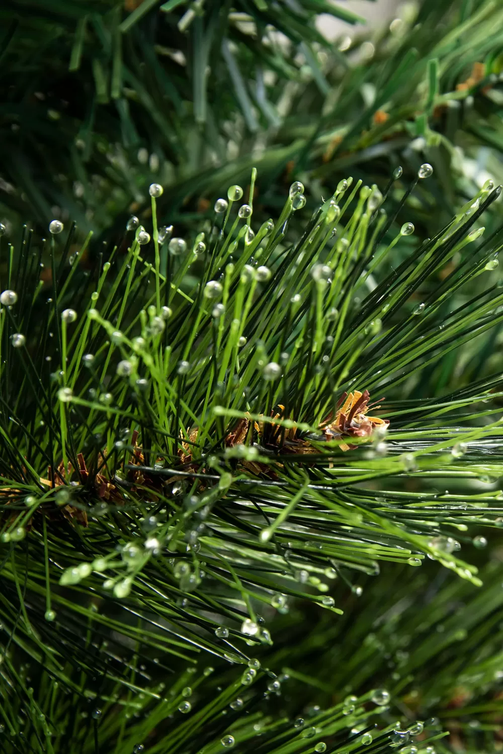 Christmas Tree World The 3ft Majestic Dew Pine Potted Tree (Indoor/Outdoor)< Outdoor Led Trees | Outdoor Christmas Trees