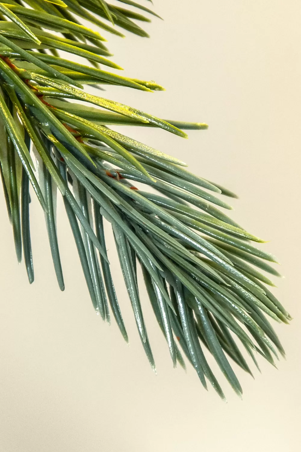 Christmas Tree World The 3ft Pre-lit Cairngorm Pine Potted Tree (Indoor/Outdoor)< 3 Foot Pre Lit Christmas Trees | Outdoor Christmas Trees