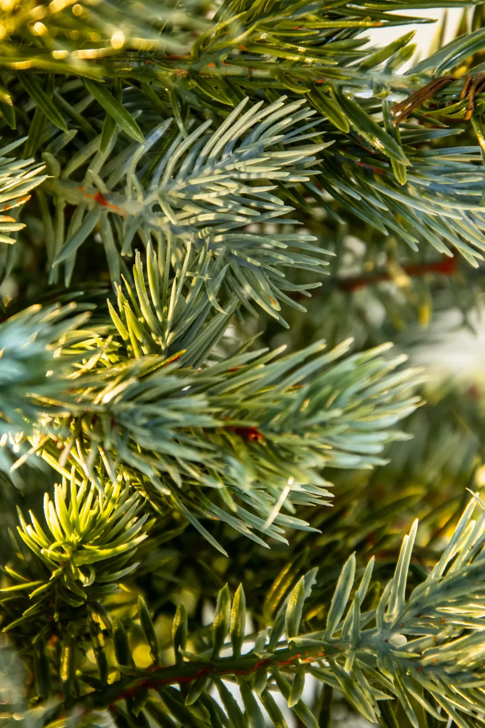 Christmas Tree World The 3ft Pre-lit Cairngorm Pine Potted Tree (Outdoor) - Warm White/Multicolour Colour Change Lights< Pre-Lit Christmas Trees | Outdoor Christmas Trees