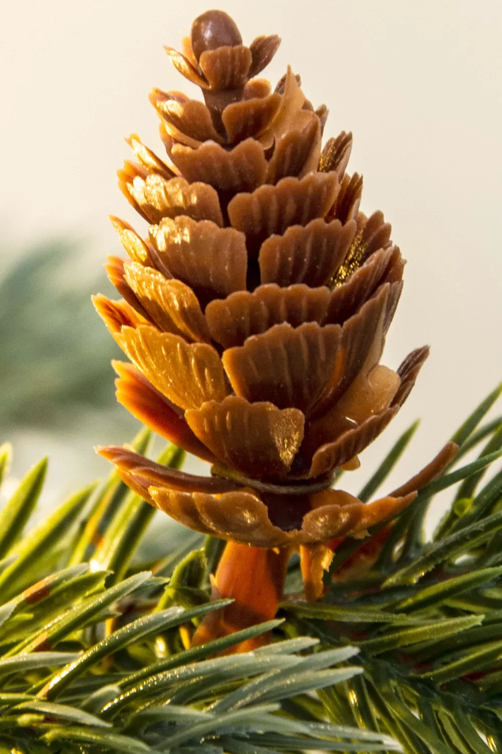 Christmas Tree World The 3ft Pre-lit Cairngorm Pine Potted Tree (Outdoor) - Warm White/Multicolour Colour Change Lights< Pre-Lit Christmas Trees | Outdoor Christmas Trees