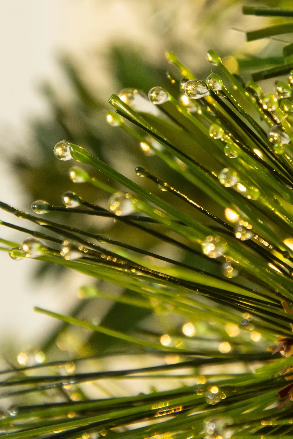 Christmas Tree World The 3ft Pre-lit Majestic Dew Pine Potted Tree (Indoor/Outdoor)< Outdoor Led Trees | 3 Foot Pre Lit Christmas Trees