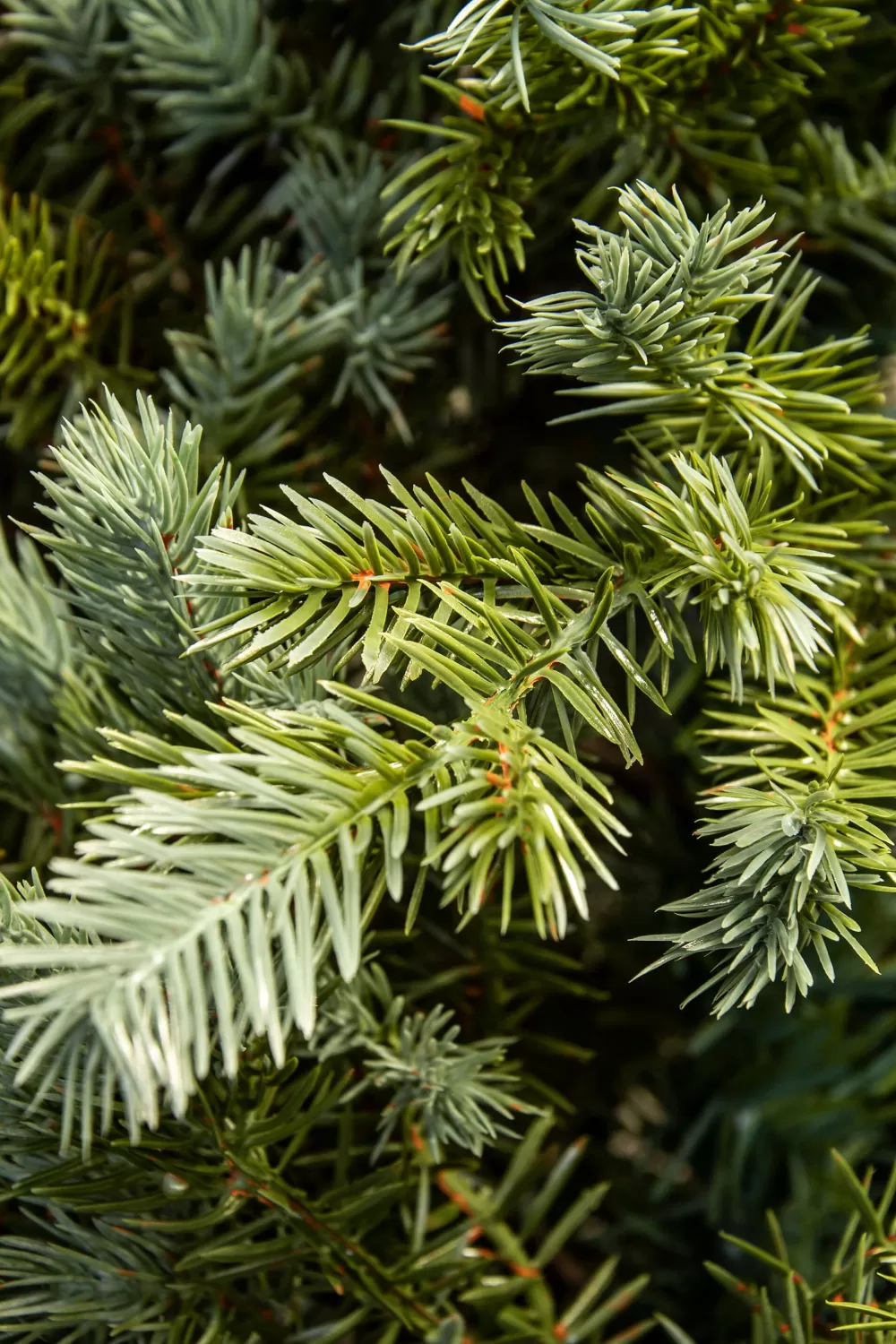 Christmas Tree World The 5ft Cairngorm Pine Potted Tree (Indoor/Outdoor)< Outdoor Christmas Trees | Outdoor Artificial Trees