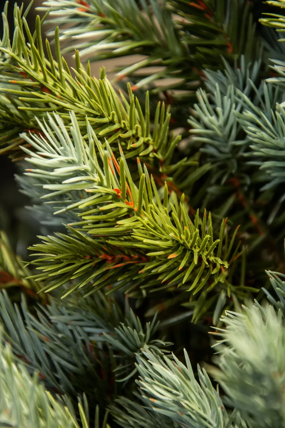 Christmas Tree World The 5ft Pre-lit Cairngorm Pine Potted Tree (Indoor/Outdoor)< 5 Foot Pre Lit Christmas Trees | Pre-Lit Christmas Trees