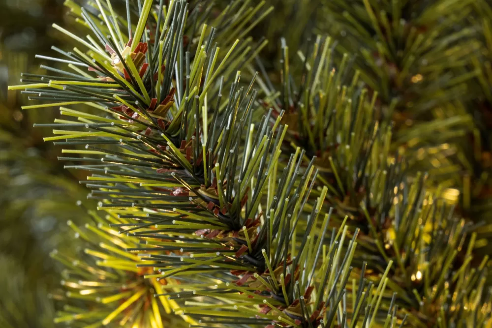 Christmas Tree World The Pre-lit Matterhorn Pine - Warm White (5ft To 8ft)< Pre-Lit Christmas Trees