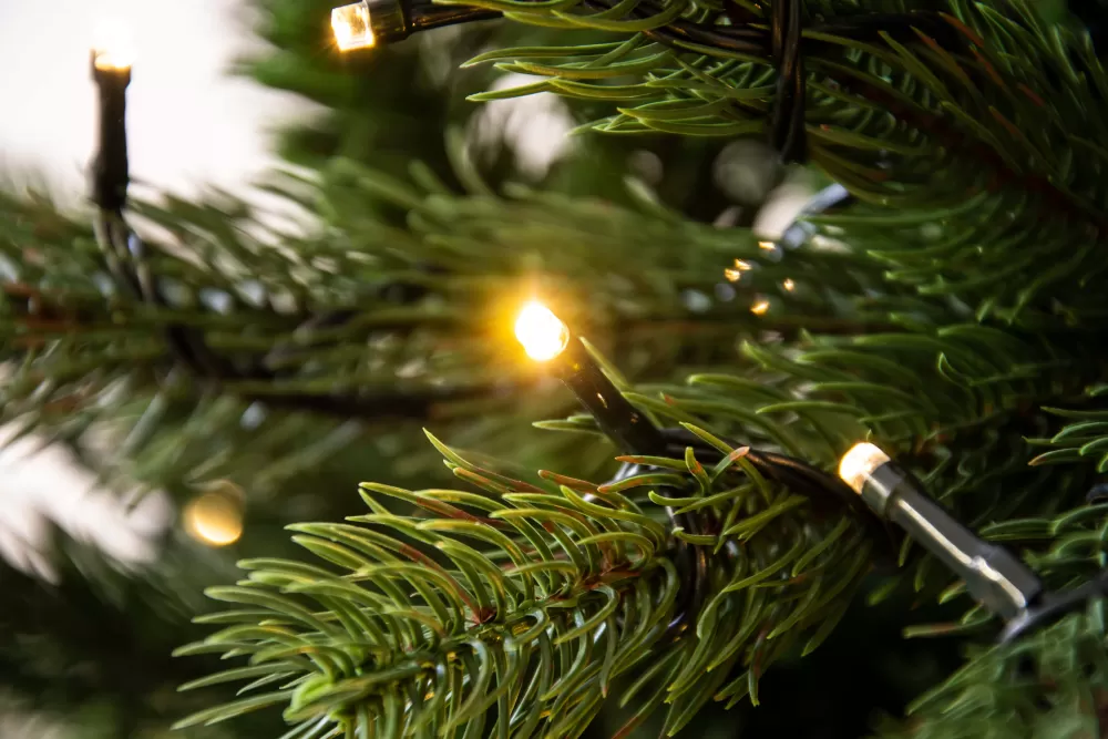 Christmas Tree World The Ultra Devonshire Fir Pre-lit With Warm White/Multicoloured LEDs (4ft To 12ft)< Pre-Lit Christmas Trees